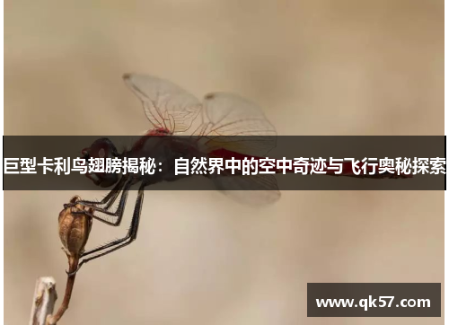 巨型卡利鸟翅膀揭秘：自然界中的空中奇迹与飞行奥秘探索
